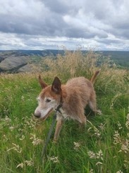 Pennine deals pet cremations